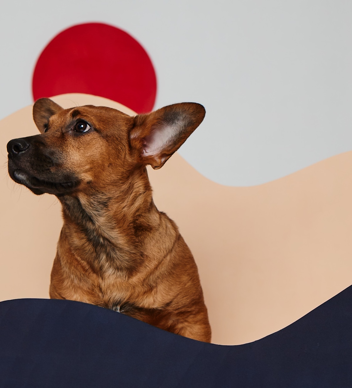 Do Dogs Have a Sense of Time? Bond Vet